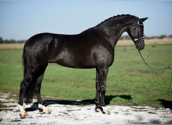 KWPN, Caballo castrado, 6 años, 172 cm, Negro