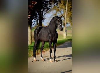 KWPN, Caballo castrado, 6 años, 172 cm, Negro