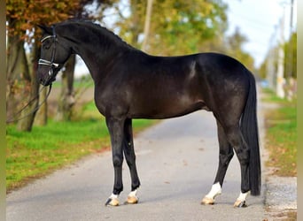 KWPN, Caballo castrado, 6 años, 172 cm, Negro