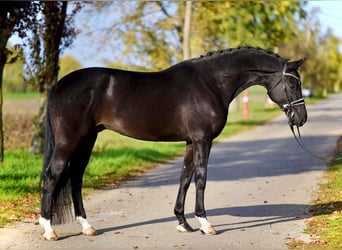 KWPN, Caballo castrado, 6 años, 172 cm, Negro