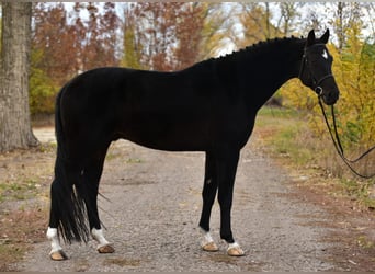 KWPN, Caballo castrado, 6 años, 172 cm, Negro
