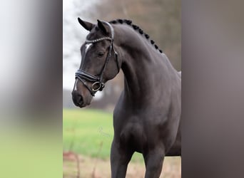 KWPN, Caballo castrado, 6 años, 172 cm, Negro
