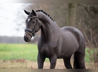 KWPN, Caballo castrado, 6 años, 172 cm, Negro