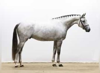 KWPN, Caballo castrado, 6 años, 172 cm, Tordo