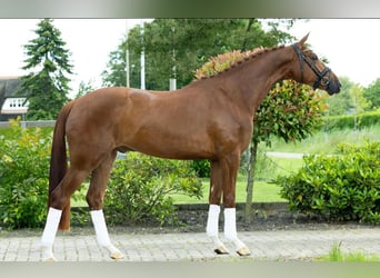 KWPN, Caballo castrado, 6 años, 173 cm, Alazán-tostado