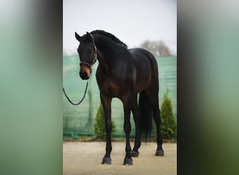 KWPN, Caballo castrado, 6 años, 173 cm, Castaño oscuro