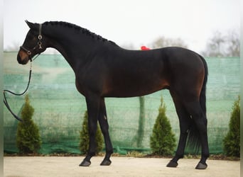 KWPN, Caballo castrado, 6 años, 173 cm, Castaño oscuro