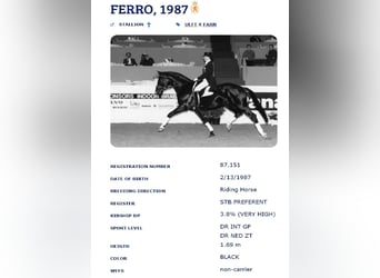 KWPN, Caballo castrado, 6 años, 173 cm, Castaño oscuro