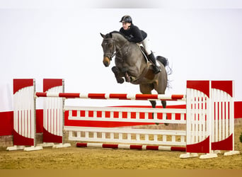 KWPN, Caballo castrado, 6 años, 174 cm, Castaño