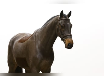 KWPN, Caballo castrado, 6 años, 174 cm, Castaño