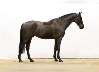 KWPN, Caballo castrado, 6 años, 174 cm, Castaño