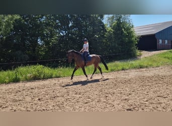 KWPN, Caballo castrado, 6 años, 175 cm