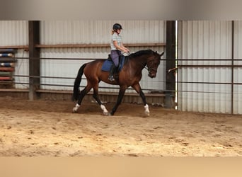 KWPN, Caballo castrado, 6 años, 175 cm