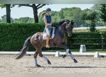 KWPN, Caballo castrado, 6 años, 175 cm, Castaño oscuro