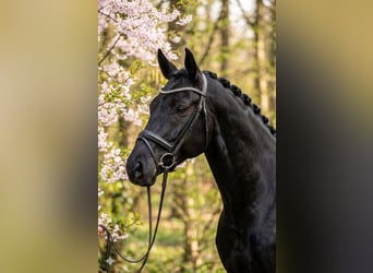 KWPN, Caballo castrado, 6 años, 175 cm, Negro