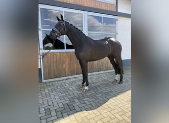KWPN, Caballo castrado, 6 años, 175 cm, Negro