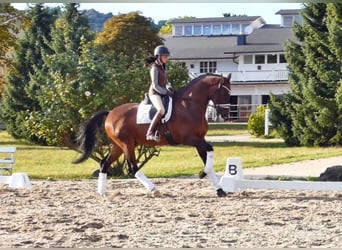 KWPN, Caballo castrado, 6 años, 180 cm, Castaño