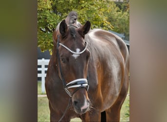 KWPN, Caballo castrado, 6 años, 180 cm, Castaño