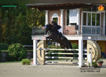 KWPN, Caballo castrado, 6 años, 180 cm, Castaño oscuro