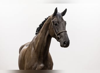 KWPN, Caballo castrado, 6 años, 180 cm, Negro