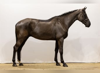 KWPN, Caballo castrado, 6 años, 180 cm, Negro