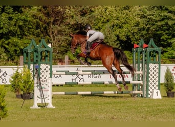 KWPN, Caballo castrado, 6 años, 184 cm, Castaño rojizo