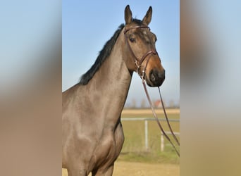 KWPN, Caballo castrado, 6 años, 187 cm, Castaño oscuro