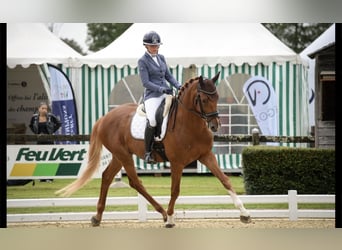 KWPN, Caballo castrado, 6 años, Alazán