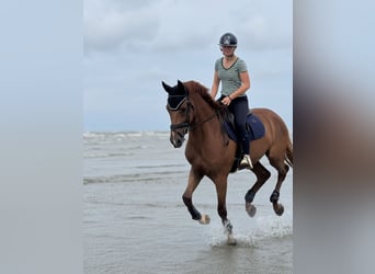 KWPN, Caballo castrado, 6 años, Alazán