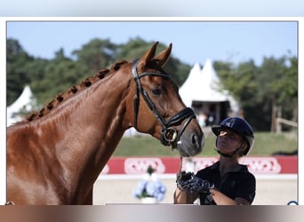 KWPN, Caballo castrado, 6 años, Alazán