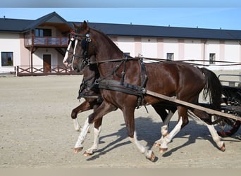 KWPN, Caballo castrado, 6 años, Alazán