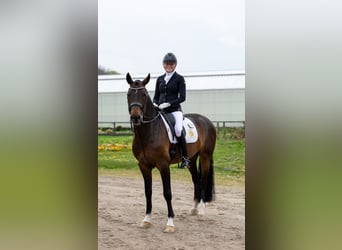 KWPN, Caballo castrado, 6 años