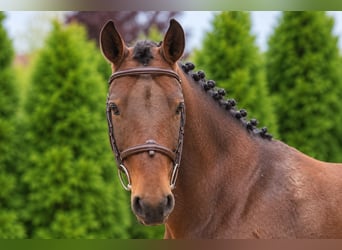 KWPN, Caballo castrado, 7 años, 146 cm, Castaño