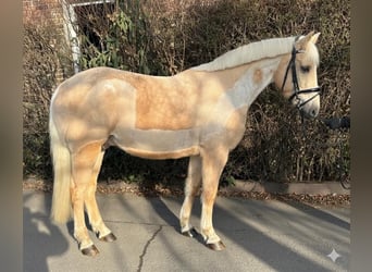 KWPN, Caballo castrado, 7 años, 155 cm, Palomino