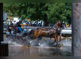 KWPN, Caballo castrado, 7 años, 162 cm, Alazán-tostado