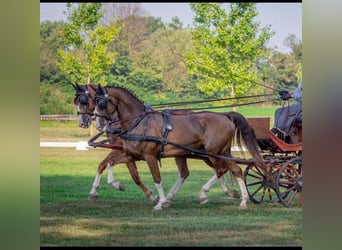 KWPN, Caballo castrado, 7 años, 162 cm, Alazán-tostado