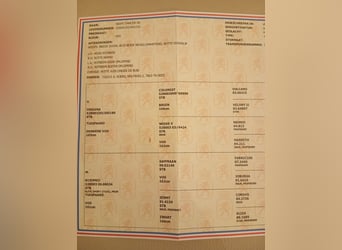 KWPN, Caballo castrado, 7 años, 162 cm, Alazán-tostado