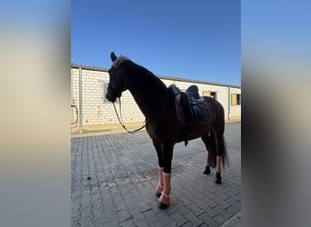 KWPN Mestizo, Caballo castrado, 7 años, 163 cm, Castaño