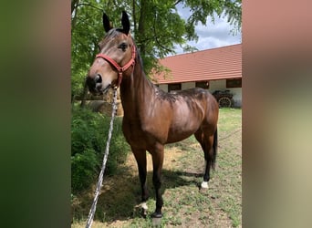 KWPN Mestizo, Caballo castrado, 7 años, 164 cm, Castaño