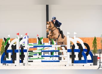 KWPN, Caballo castrado, 7 años, 165 cm, Alazán