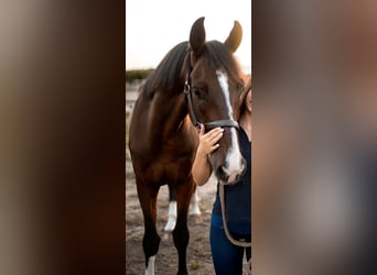 KWPN, Caballo castrado, 7 años, 165 cm, Castaño