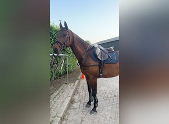 KWPN, Caballo castrado, 7 años, 165 cm, Castaño oscuro
