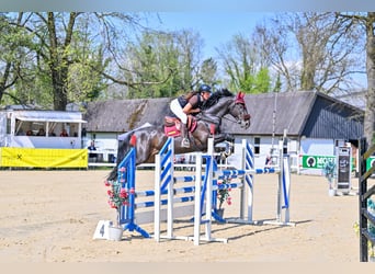 KWPN, Caballo castrado, 7 años, 165 cm, Negro