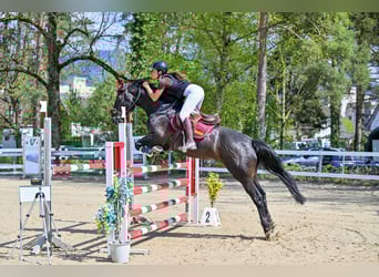 KWPN, Caballo castrado, 7 años, 165 cm, Negro