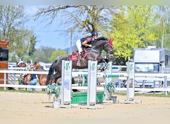 KWPN, Caballo castrado, 7 años, 165 cm, Negro