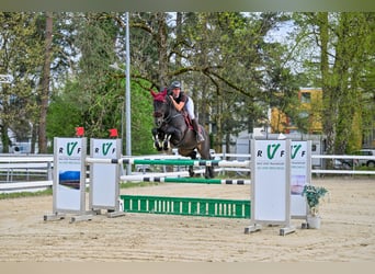 KWPN, Caballo castrado, 7 años, 165 cm, Negro
