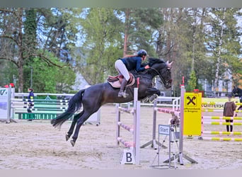 KWPN, Caballo castrado, 7 años, 165 cm, Negro