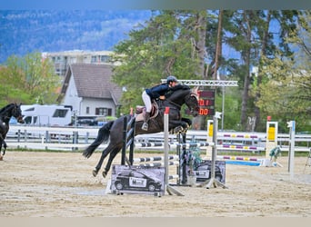 KWPN, Caballo castrado, 7 años, 165 cm, Negro