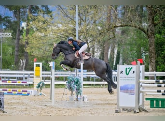 KWPN, Caballo castrado, 7 años, 165 cm, Negro