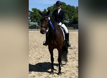 KWPN, Caballo castrado, 7 años, 166 cm, Castaño